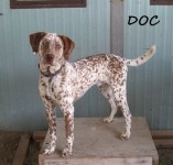 Type: German Shorthaired Pointer mix Size: 70 lbs
