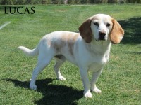 Type: Beagle/Basset Hound mix Size: 35 lbs