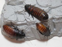 Madagascar Hissing Roaches