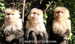 White Face Capuchin